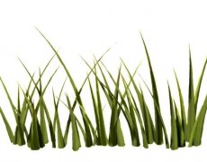 Ҋs ҊsʲôA(y) Ҋsݺò